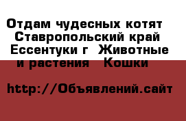 Отдам чудесных котят - Ставропольский край, Ессентуки г. Животные и растения » Кошки   